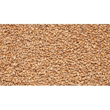 Солод Пшеничный  Wheat Blanc (Castle Malting), 1КГ